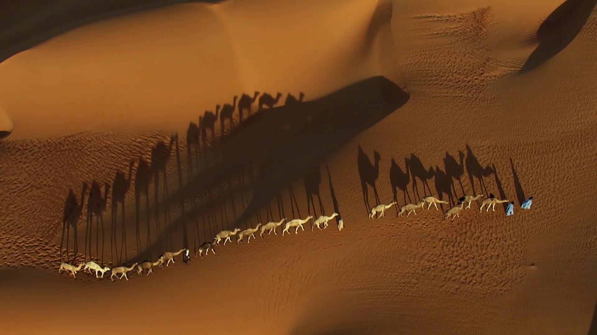 丝绸之路沙漠商队骆驼高清实拍