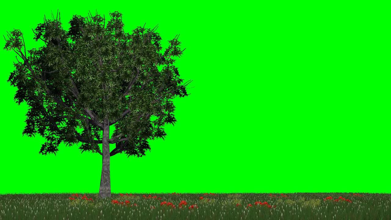 一棵摇曳的树和草地景物绿幕抠图视频素材