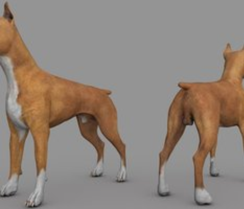 C4d工程预设 名犬杂交后代拳师犬3d模型 92素材网
