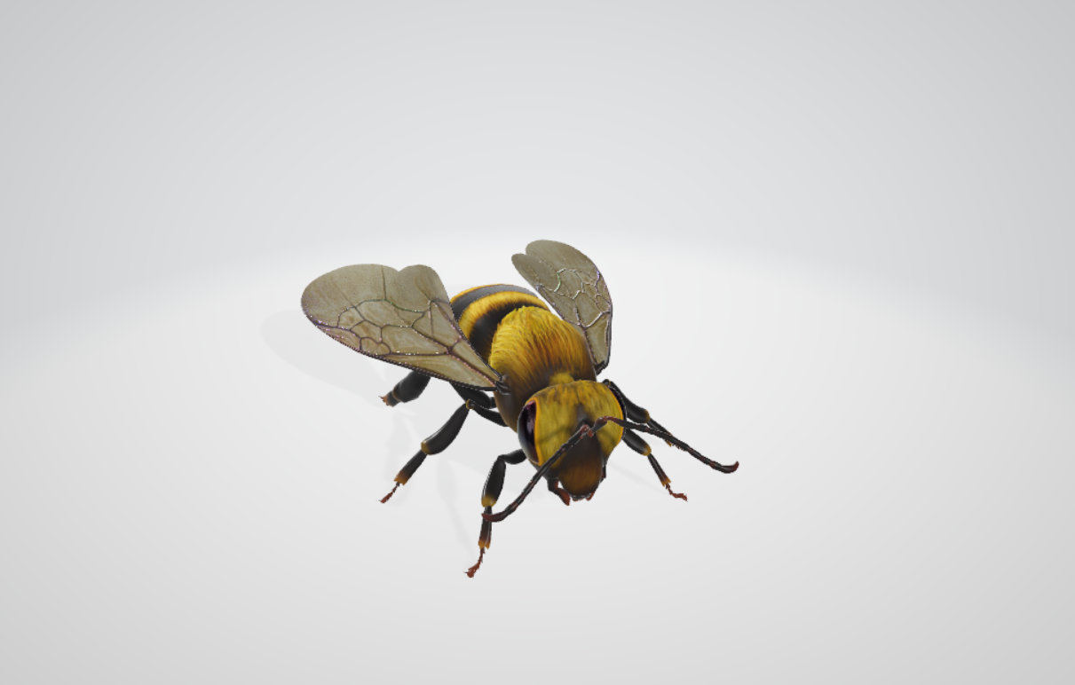高精度真实动物昆虫蜜蜂3d模型(含肢体活动绑定动画)