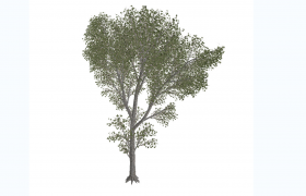 高耸挺拔的城市行道树欧洲黑杨防护林植物c4d工程模型