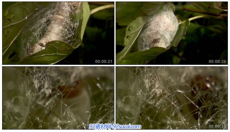 蚕食桑叶 蛹蚕吐丝 蚕结茧 高清实拍视频素材