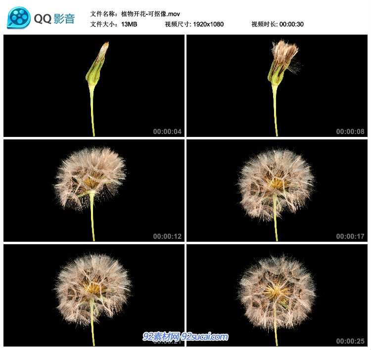 蒲公英开花 植物开花快速过程高清实拍可抠像-92素材网