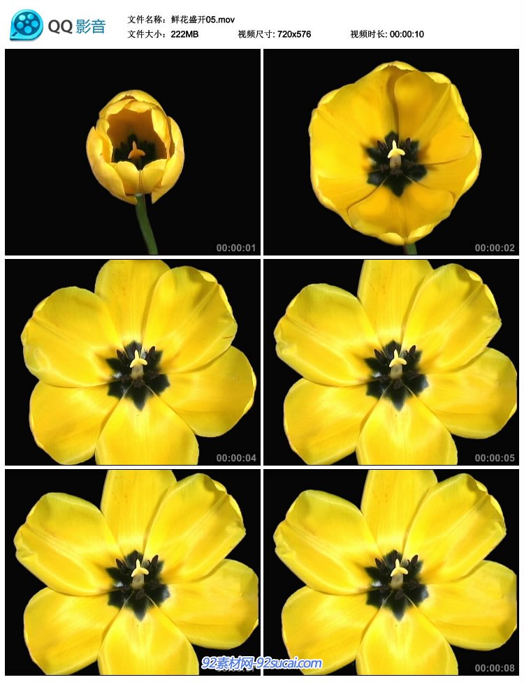 郁金香鲜花盛开 植物快速开花的过程标清实拍 可抠背景