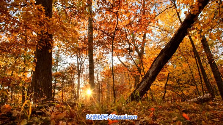 autumn skies秋天枫叶的星空阳光透过枫树林延时摄影高清实拍风景