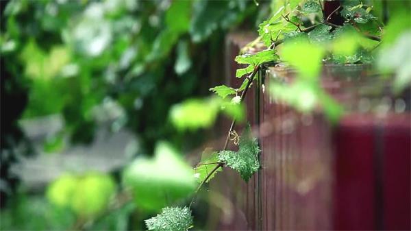 毛毛细雨雨滴翠绿葡萄藤地板 下雨天高清实拍