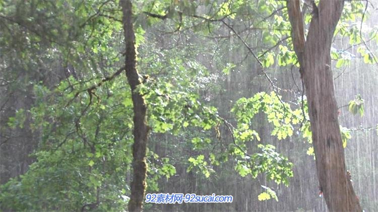 仲夏森林下雨太阳照耀实拍高清视频素材