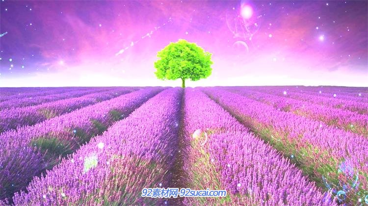 梦幻紫色薰衣草花海大树流星光效飞翔婚礼温馨场景背景视频素材