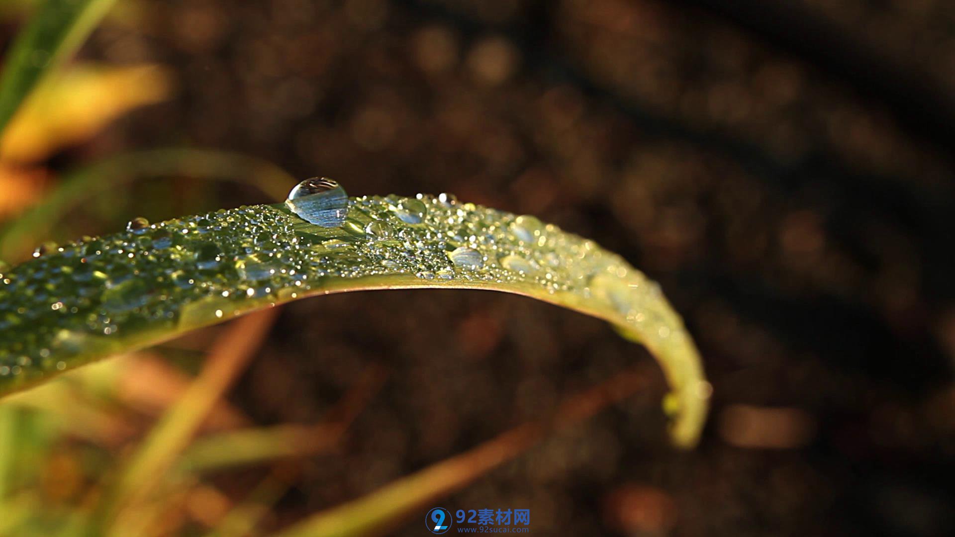 草叶子上的露滴摇曳近焦特写高清实拍