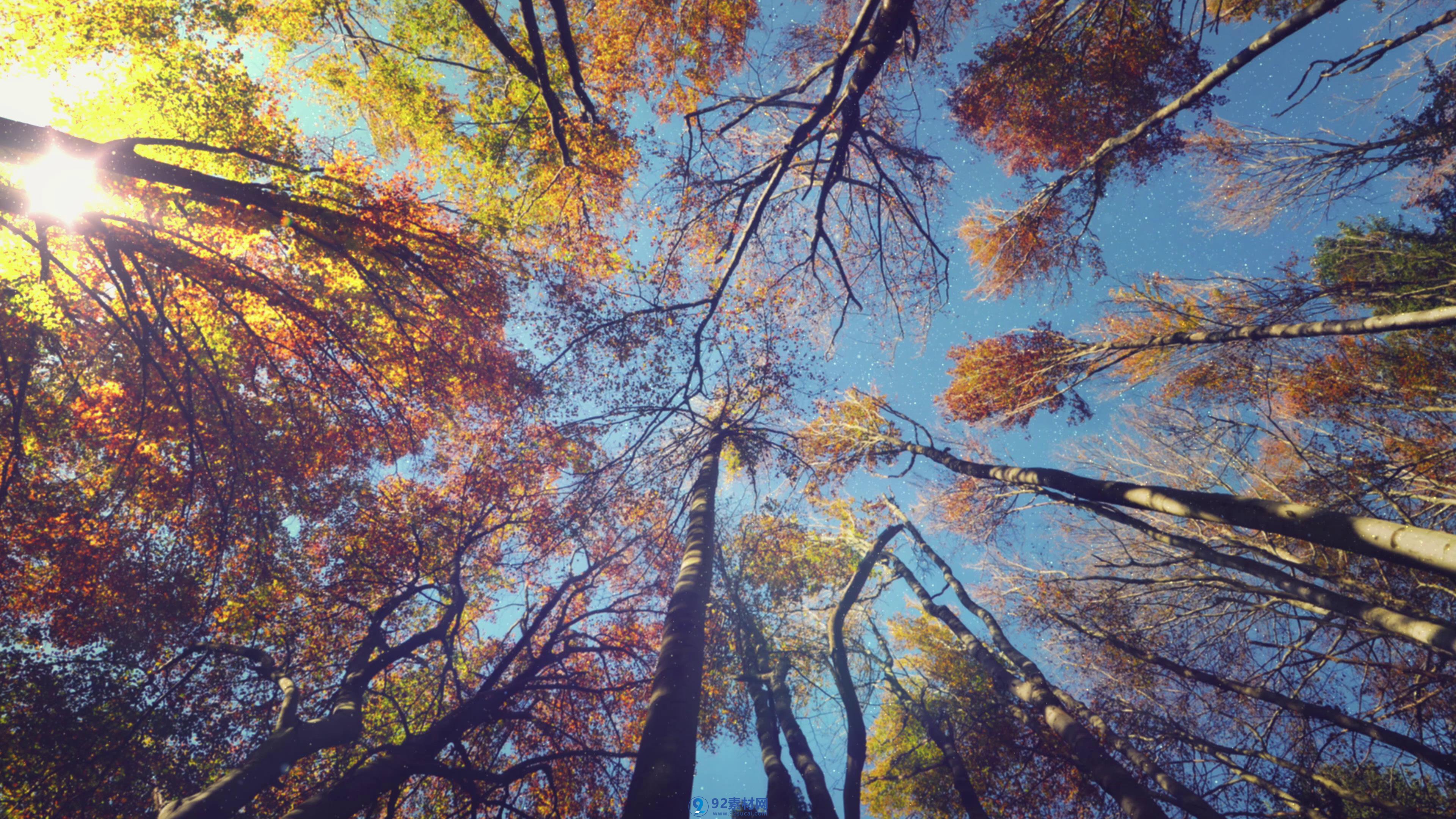秋天蓝天森林仰拍仰望树木镜头高清实拍