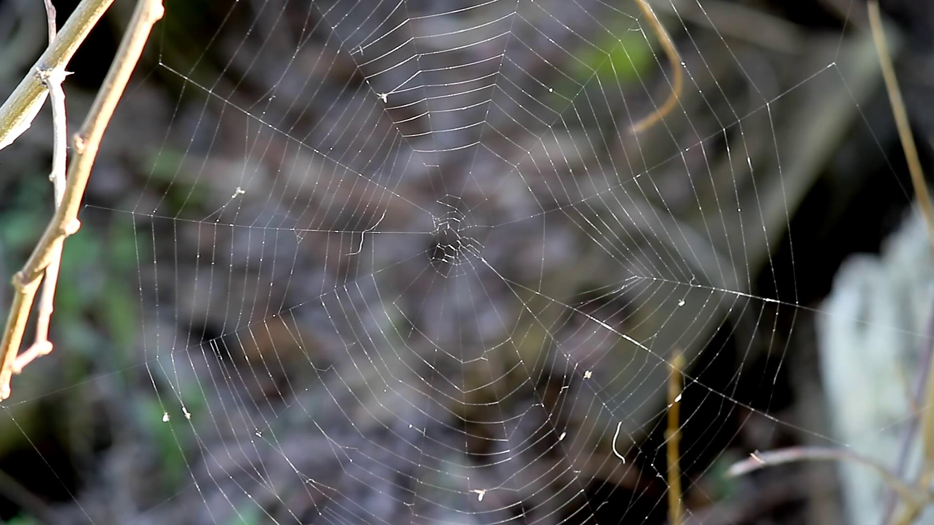 风中的蜘蛛网晃动视频高清实拍