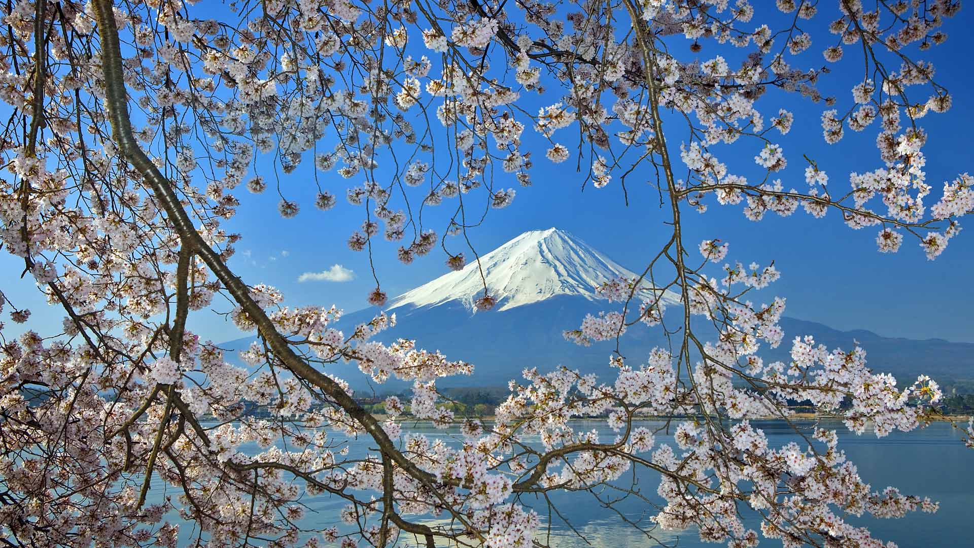 富士山下樱花盛开图片图片