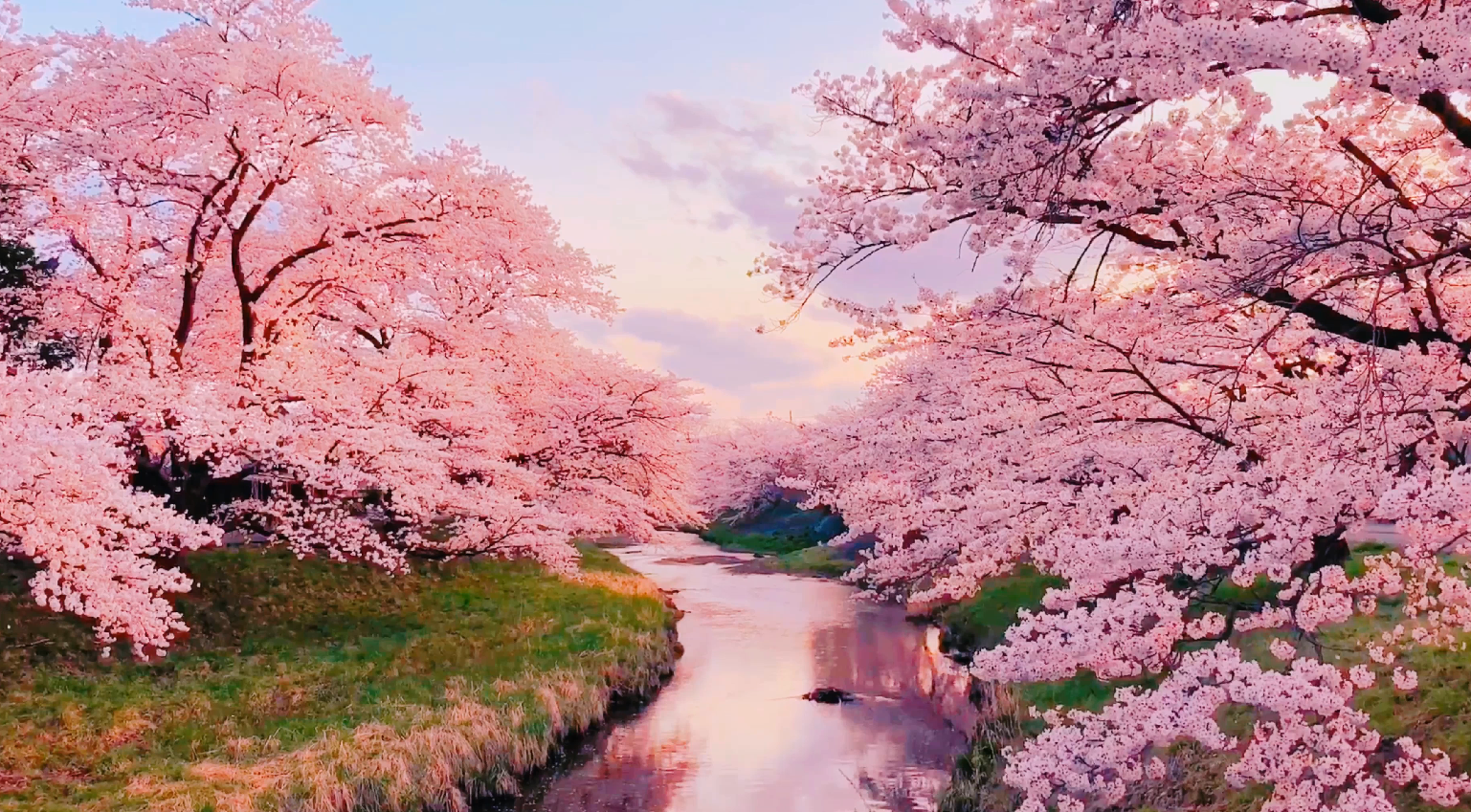 樱花树林图片大全图片