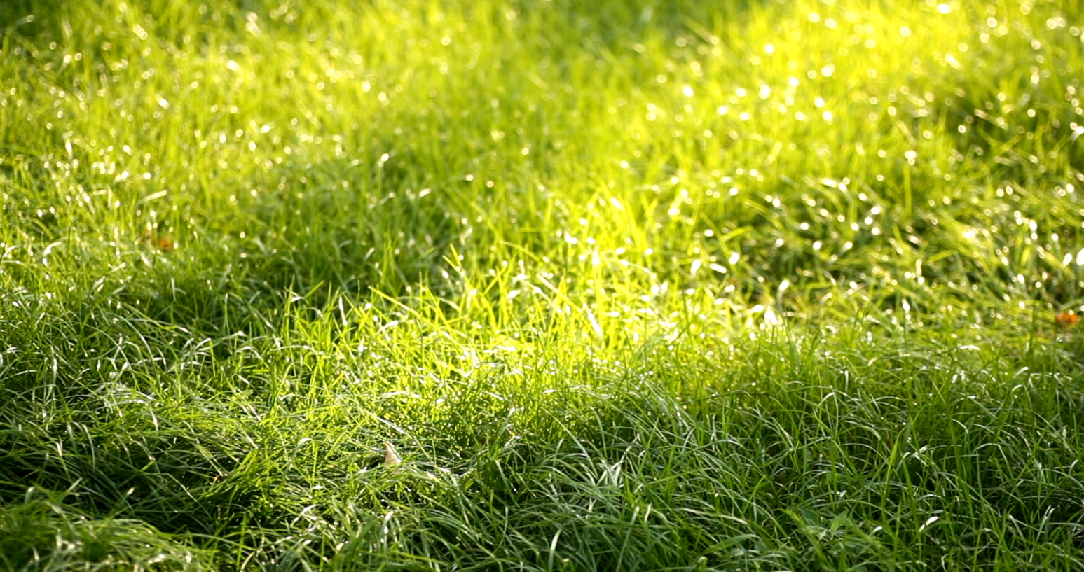 夏日和煦阳光下青葱草地高清实拍视频素材
