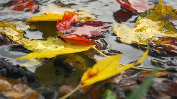 秋季下雨落叶水潭实拍高清视频素材