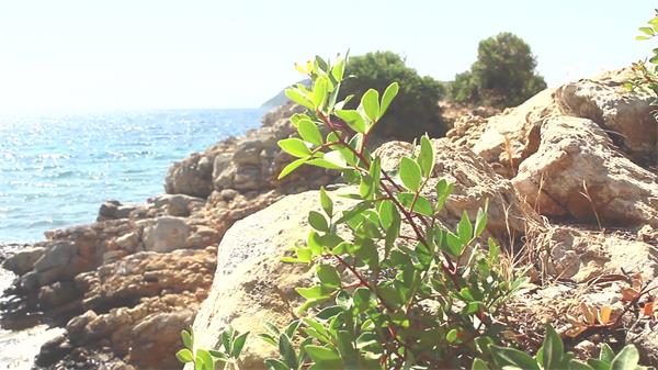 美好阳光小岛屿拍摄草类植物生长海水冲击岩石高清视频实拍