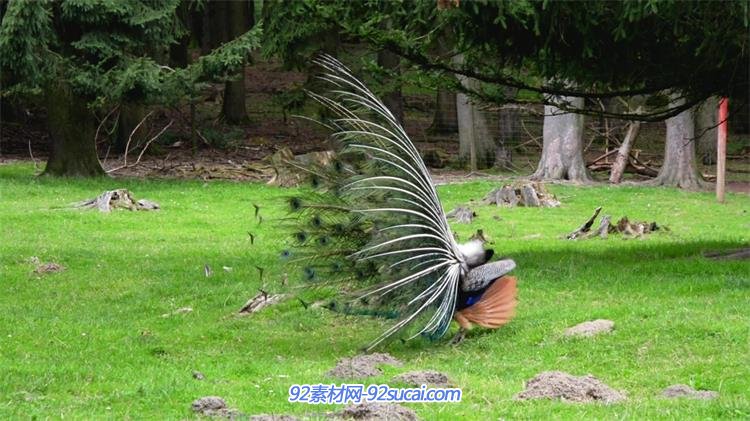 動物園孔雀開屏絢麗綠色羽毛高貴轉身動物姿態特寫鏡頭高清視頻實