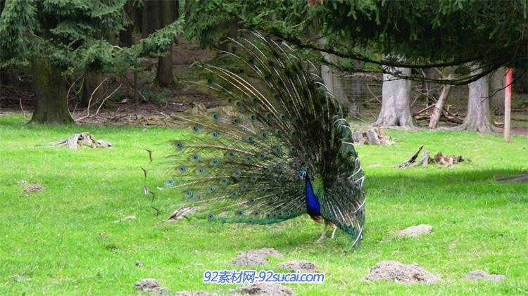 動物園孔雀開屏絢麗綠色羽毛高貴轉身動物姿態特寫鏡頭高清視頻實