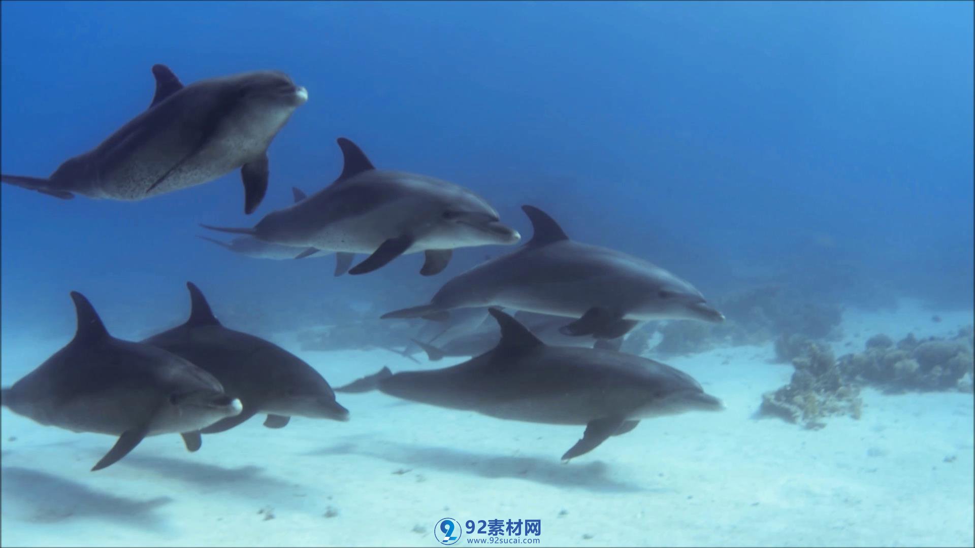 自然藍色海洋動物海豚游泳圓莢體高清視頻實拍